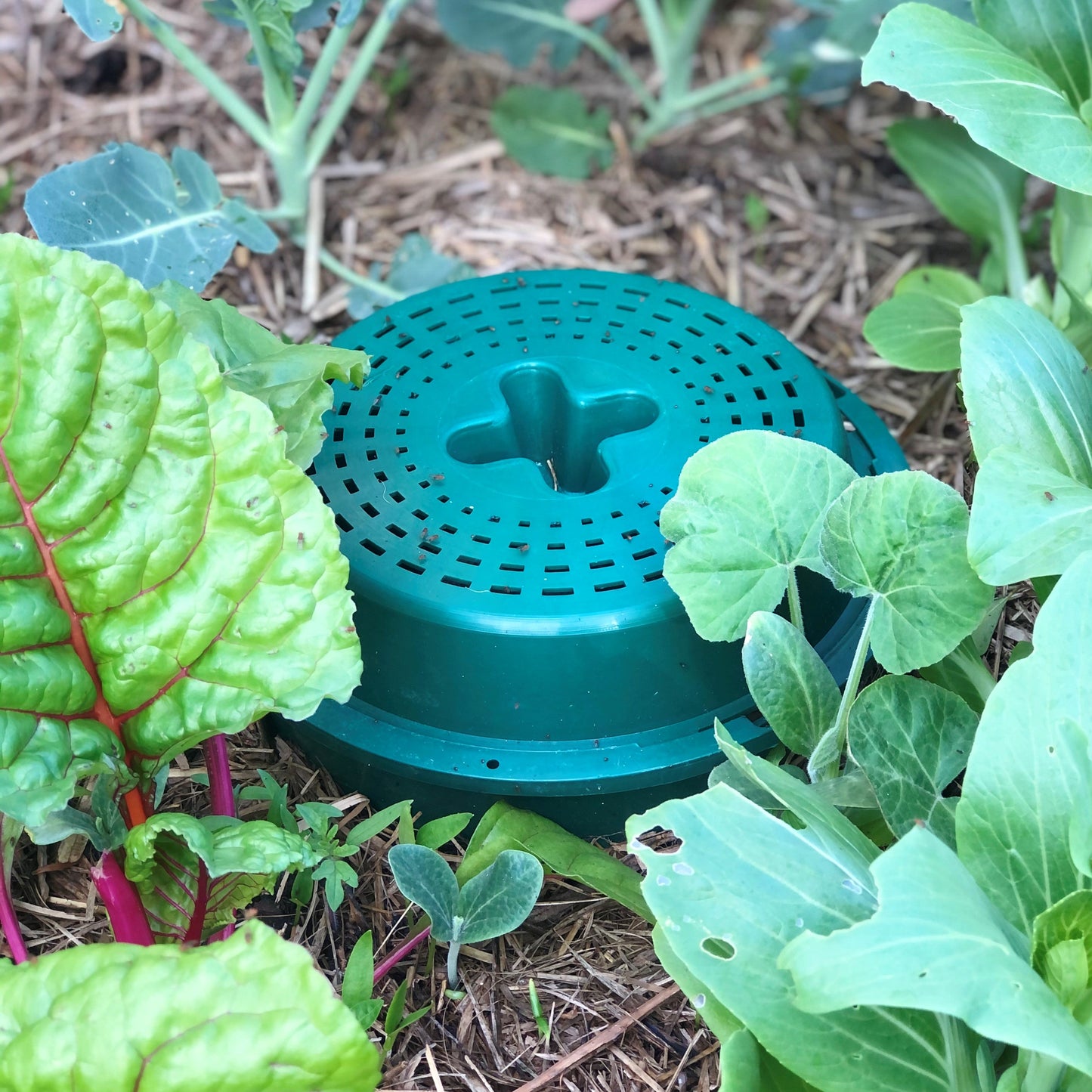 Compost Bucket